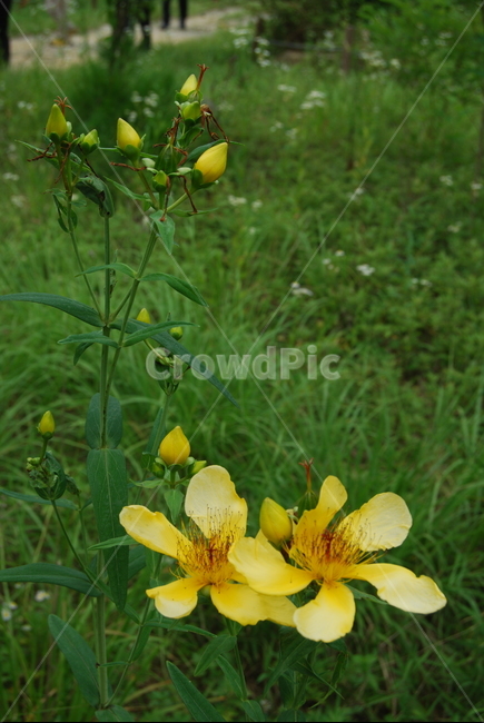 식물,꽃,야생화,여름,자연,식물,자연,plants,nature,꽃,flower
