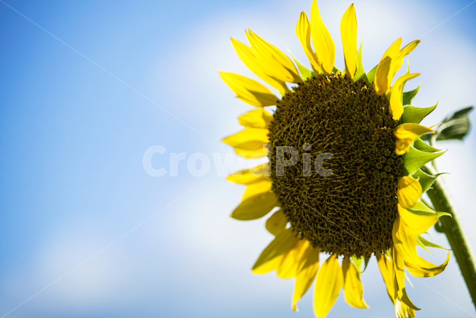 가을,하늘,꽃,해바라기,풍경,파랑,blue,식물,자연,plants,nature,꽃,flower