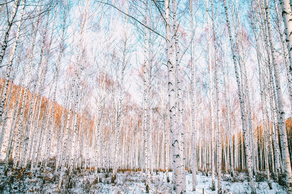 설경,눈풍경,자작나무숲,인제,자작나무,풍경,풍경사진,여행사진,여행,자연,nature,landscape,식물,plants,나무,trees,wood,흑백,모노톤,monochrome,blackandwhite,감성,한국자연풍경,한국자연경관,koreanlandscape,눈꽃,원대리,배경,백그라운드,snow,겨울,계절,winter,season,자연,풍경,nature,landscape,식물,plants,나무,trees,wood,감성,sensible,feeling,tree,plant,outdoors,옥외