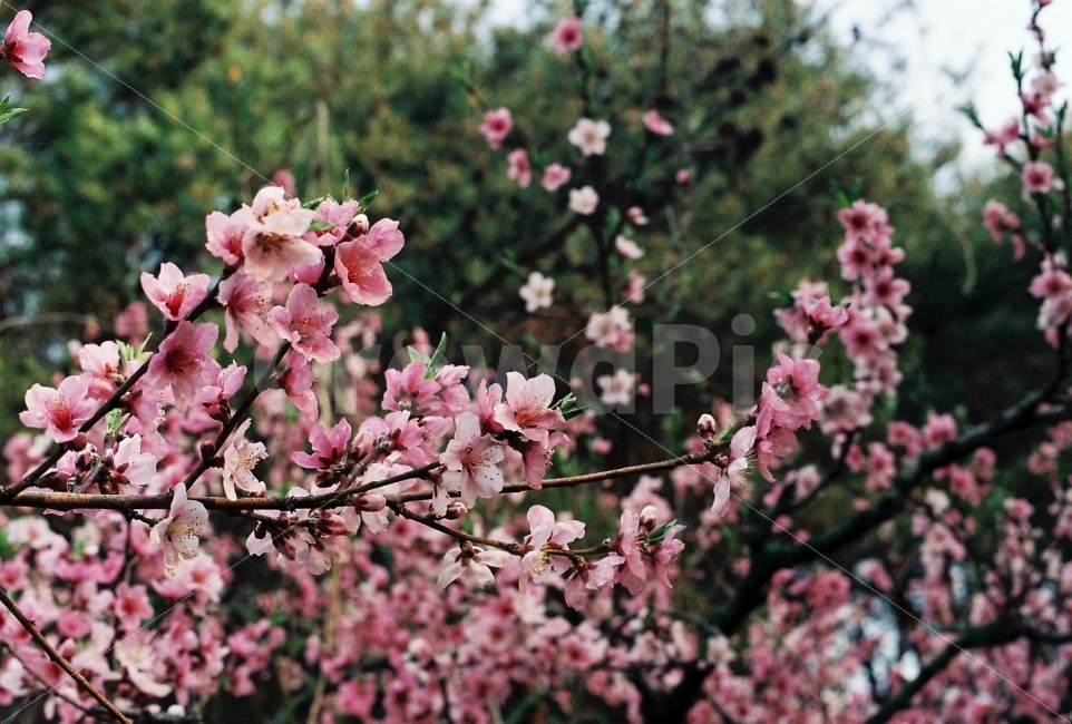 복사꽃,복숭아나무,복숭아나무꽃,복숭아꽃,꽃,봄,계절,spring,season,식물,자연,plants,nature,꽃,flower,감성,sensible,feeling,plant,blossom