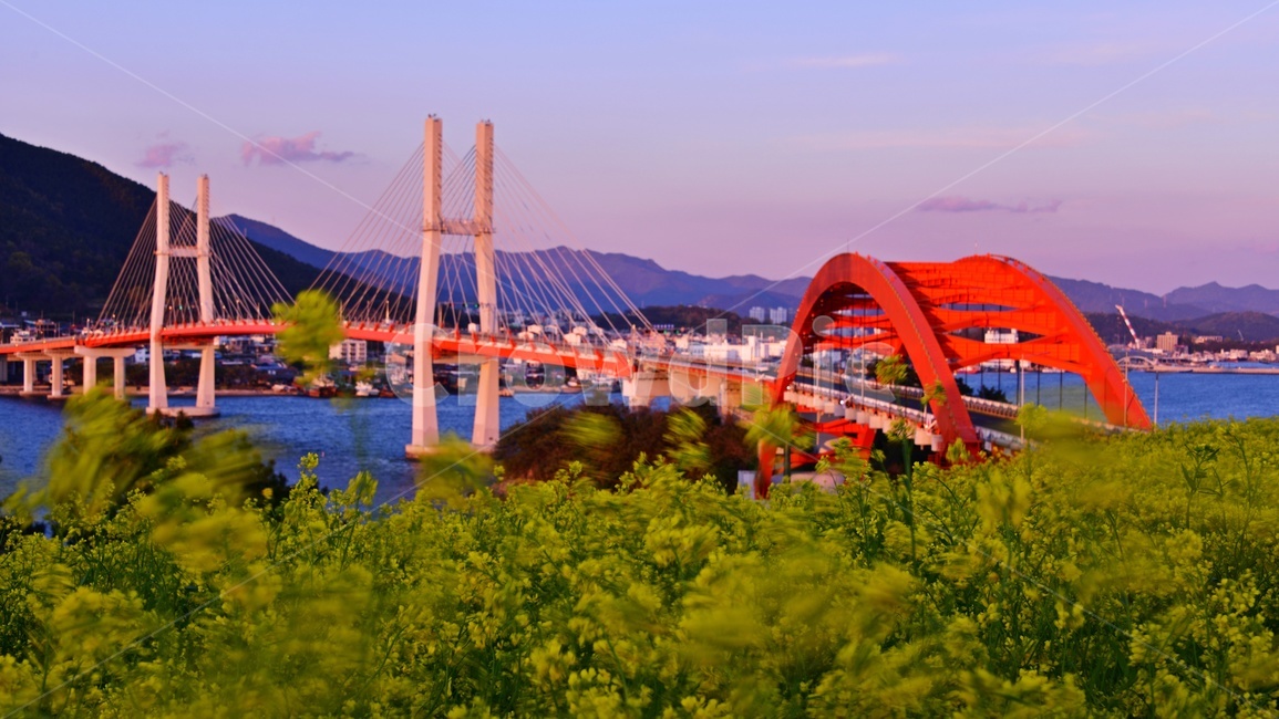 경남,사천,삼천포대교,삼천포,유채밭,유채꽃,밭,농업,농사,경작,유채,다리,landscape,경치,outdoors,옥외,nature,자연,scenery,풍경,field,들,grassland,목초지,rural,농촌
