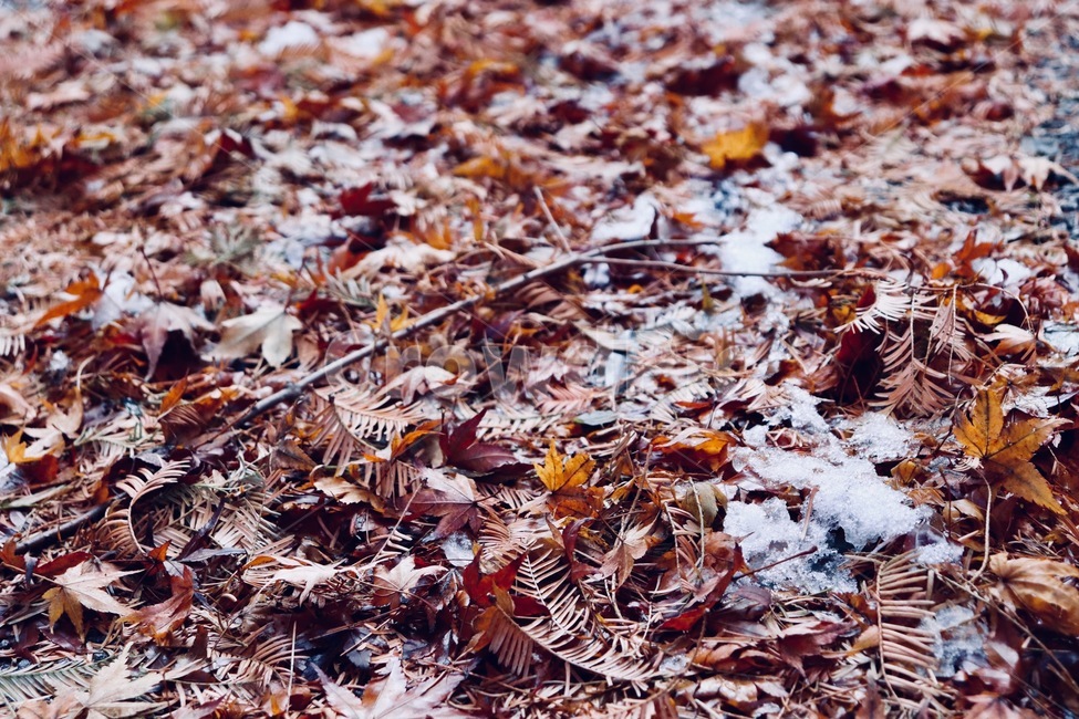 나뭇잎,겨울,낙엽,가을,날씨,가을,계절,fall,autumn,season,ground,바닥,plant,식물,leaf,잎