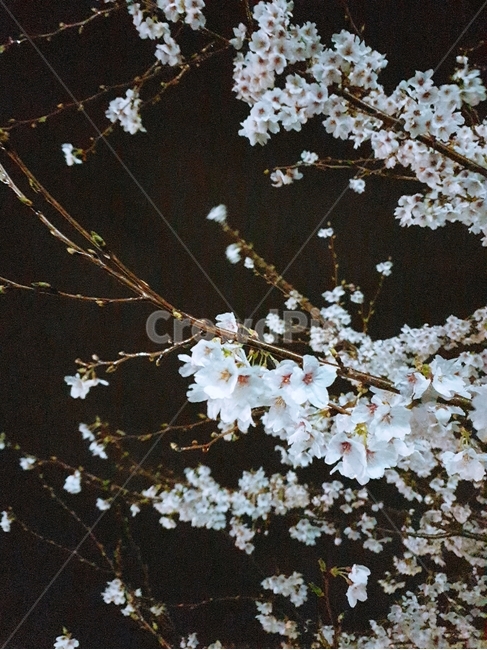 벚꽃,봄,벚나무,밤벚꽃,꽃가지,봄,계절,spring,season,야경,밤,풍경,nightscape,night,landscape,식물,자연,plants,nature,꽃,flower,plant,blossom,cherry blossom