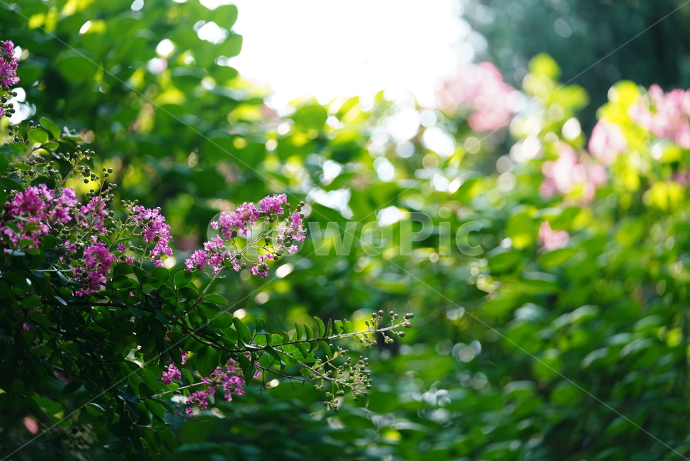꽃,플라워,flower,생물,자연,분홍,컬러,색감,plant,식물