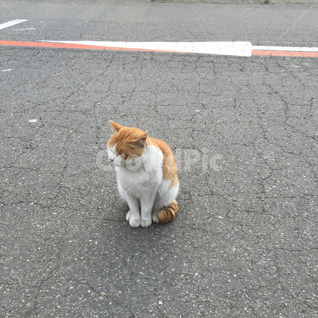 고양이,길고양이,아스팔트,동물,졸림
