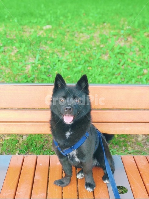 미소,강아지,기다림,풀밭,쫑긋,의자,smile,dog,puppy,waiting,green,grassfield,chair,rest,잘생김,귀여움,cute,반려동물,반려견