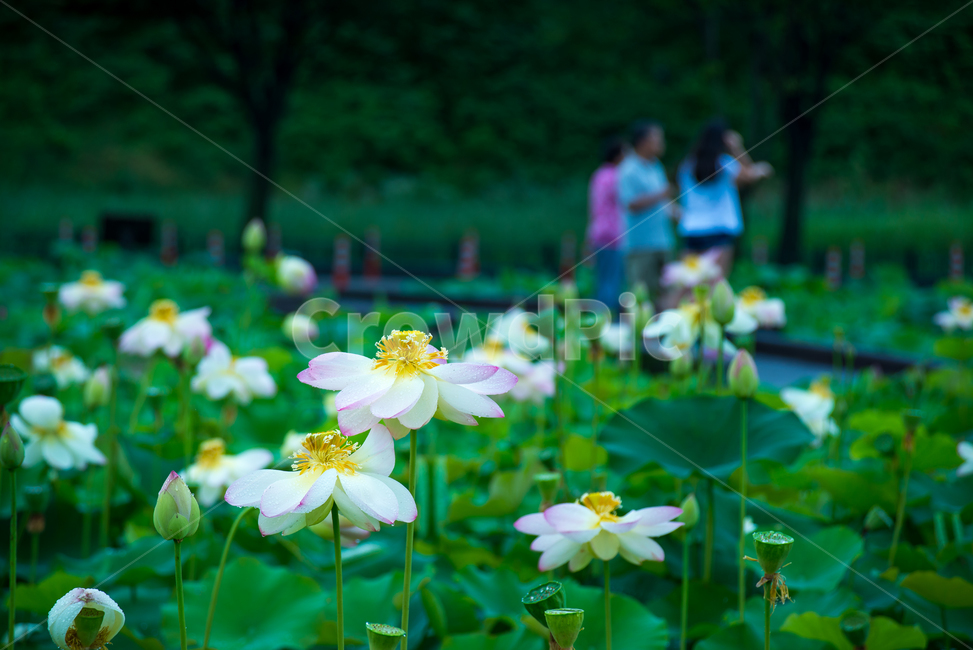 연꽃,lotus,여름꽃,flower,식물,plants,꽃
