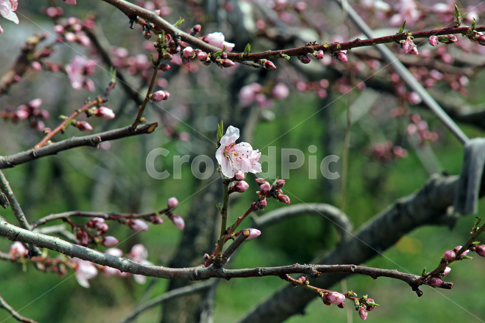 복사꽃,분홍,복숭아,자연,봄,꽃,식물,자연,plants,nature,꽃,flower