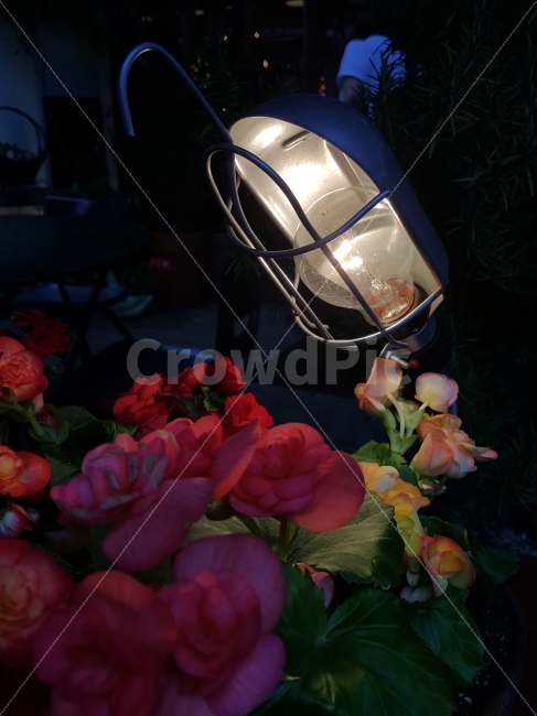 꽃,등,불빛,정물,식물,겨울,계절,winter,season,식물,자연,plants,nature,야경,밤,풍경,nightscape,night,landscape,사물,물건,오브젝트,thing,object,matter,helmet,헬멧,plant,flower,blossom,flower arrangement,꽃꽂이,flower bouquet,꽃 부케