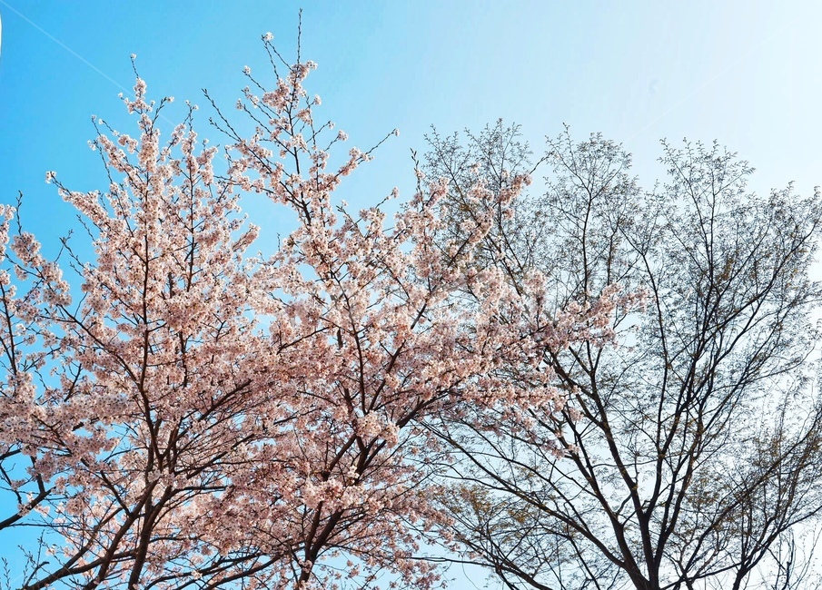 벚꽃,분홍,분홍색,하얀색,하늘,꽃