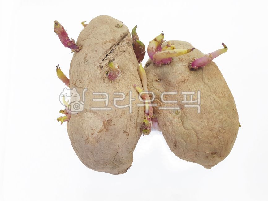 New potato,potatoes,organic potatoes,vegetable,sweetpotato,food,sprouted potatoes,dessert,Gangwondo Potatoes,potato,wellbeing,plant,ingredients,Sumi Potato