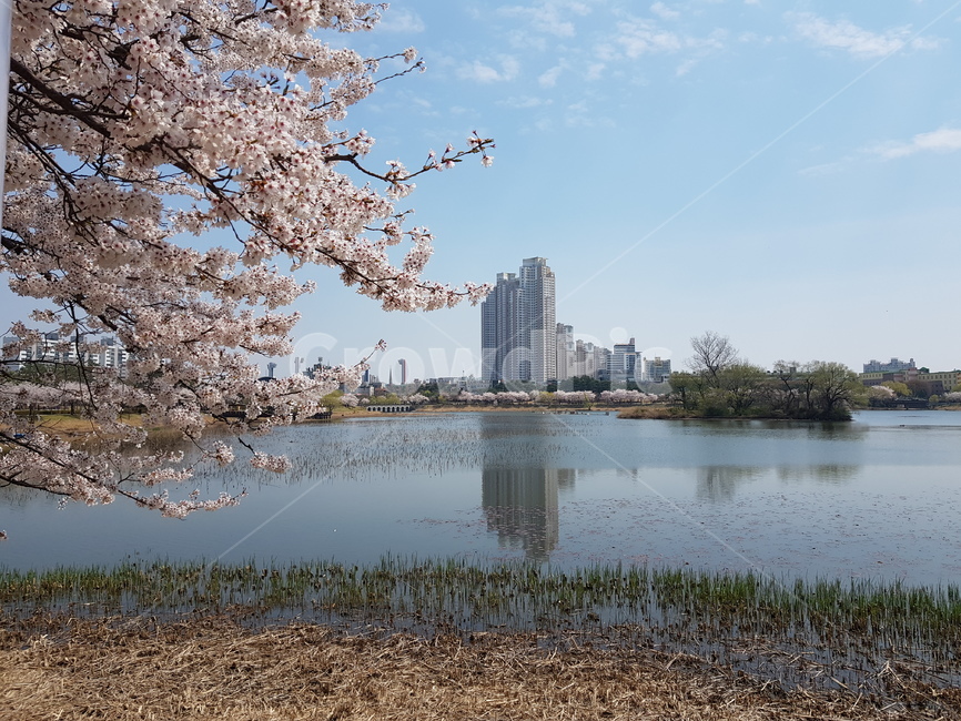 공원,벚꽃,봄풍경,만석거,park,cherryblossoms