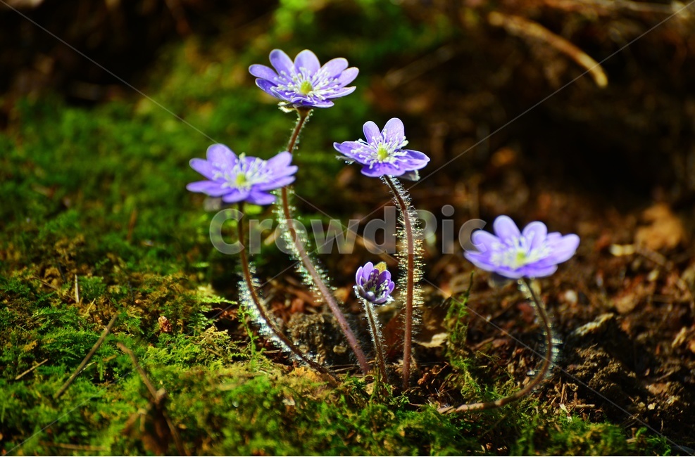 청노루귀,야생화,보라색,솜털,군락,plant,식물,flower,blossom,꽃,식물,자연,plants,nature,꽃,flower