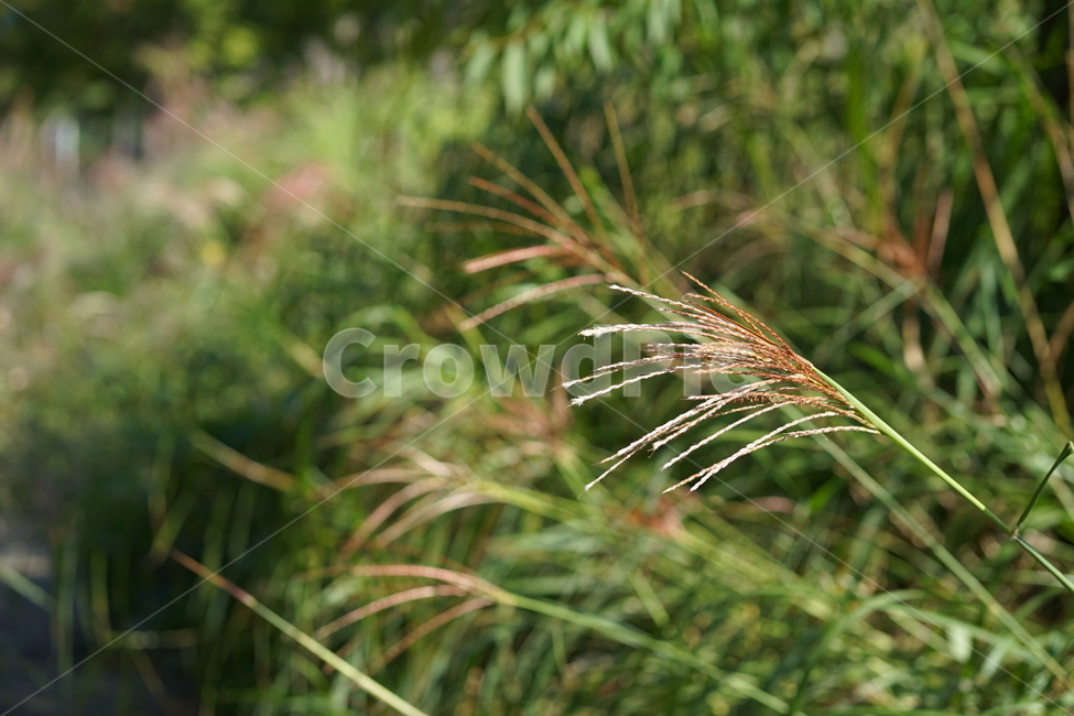 여름,억세,서울숲,자연,숲,초록,풀,식물,자연,plants,nature