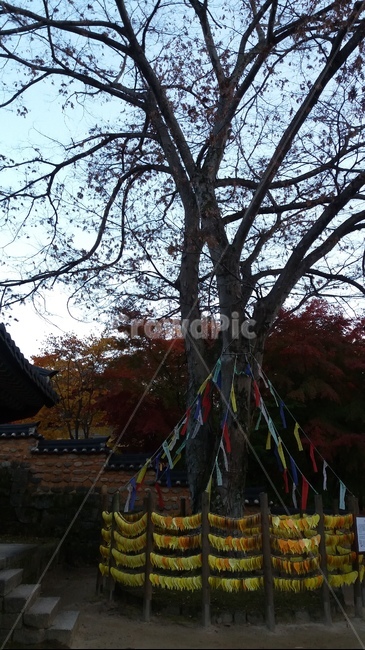늦가을,당나무,가을분위기,가을나무,풍경