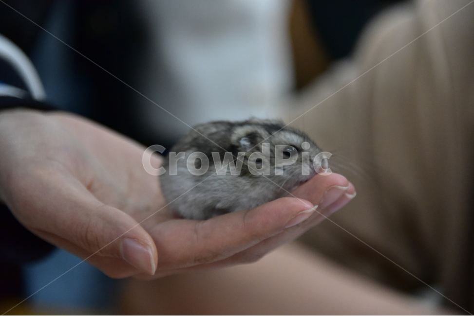 햄스터,동물,애완동물,포유류,펫,귀여움,귀여운,hamsters,mammals,pets,pet,cute,동물,animal,포유류,mammal