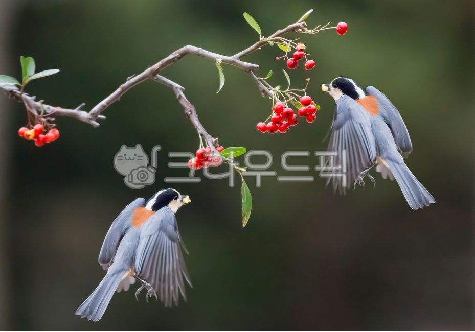 새,곤줄박이,곤줄박이새,작은새,피라칸사스,열매,빨간열매,결실,먹이,유인,동물,비상,날개짓,animal,bird