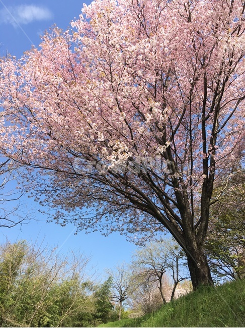 봄,벚꽃,공원,꽃,소풍,피크닉,봄,계절,spring,season,식물,자연,plants,nature,꽃,flower,plant
