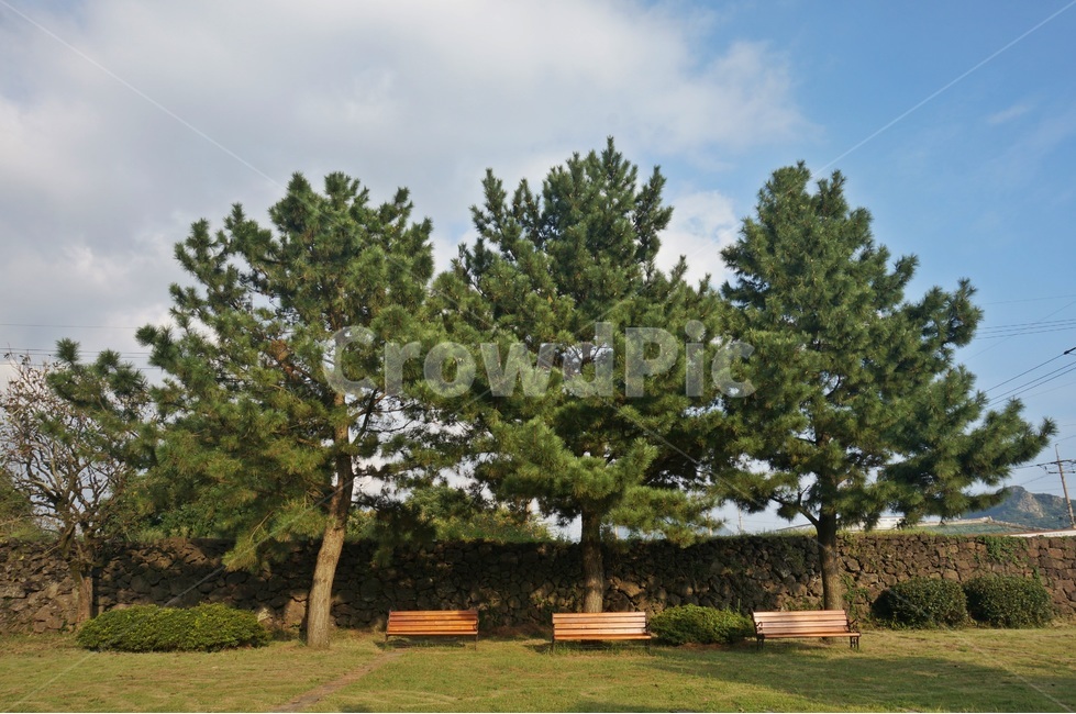 공원,나무,의자,휴식,배경,park,tree,벤치,bench,rest,background,식물,자연,plants,nature,나무,trees,wood