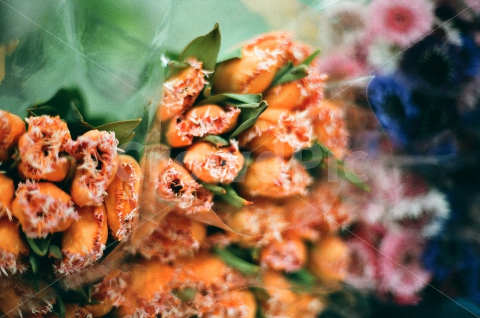 튤립,꽃,필름사진,감성사진,오렌지,주황색,아날로그,향기,꽃시장,선물,특별함,flower,sensitive,orange,analog,film,photo,식물,자연,plants,nature,꽃,flower,기념일,축하,anniversary,congratulation,celebrate,celebration