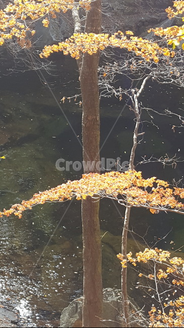 가을,단풍,노랑단풍,나무,개울,덕유산,계곡,식물,자연,plants,nature,나무,trees,wood