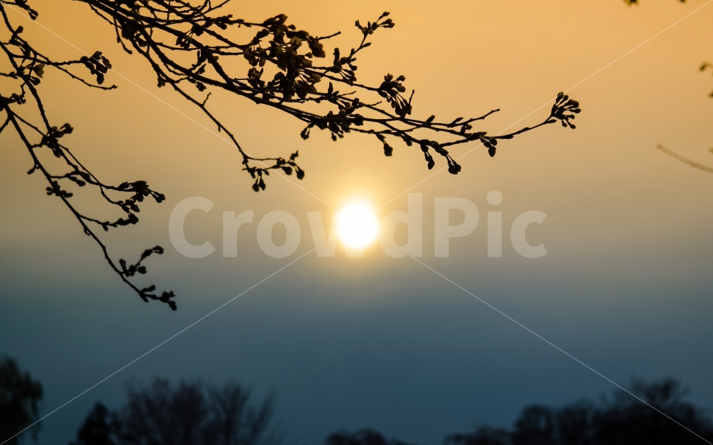 풍경,자연,배경,태양,해,sunset,일몰,해질녘,실루엣,그라데이션,blue,orange,background,nature,자연,풍경,nature,landscape,식물,plants,light,빛,flare,플레어,sunlight,햇빛