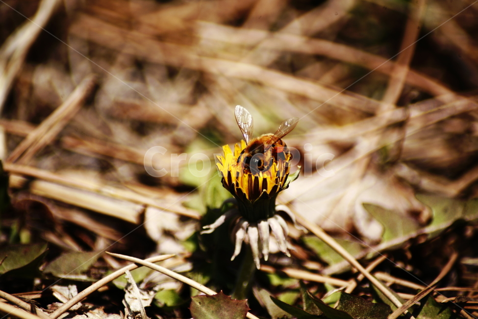 민들레,야생화,들꽃,허니,꿀벌,벌,honey,식물,자연,plants,nature,꽃,flower,동물,animal,곤충,벌레,insect,bug