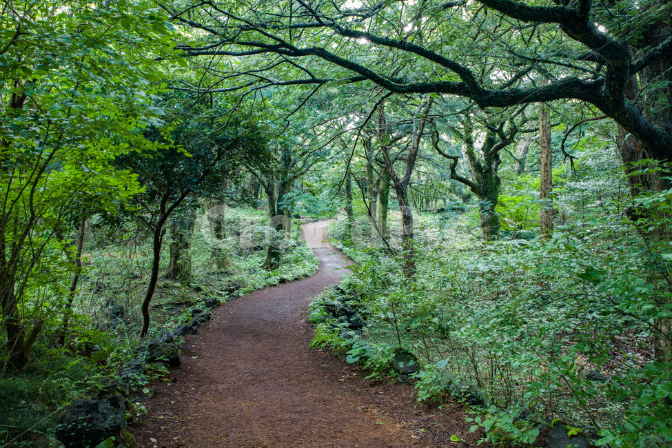 나무줄기,식물,나무,tree,숲,비자림,제주도,초록,산청,자연,풍경,nature,landscape,한국자연풍경,한국자연경관,korea nature landscape,path,통로