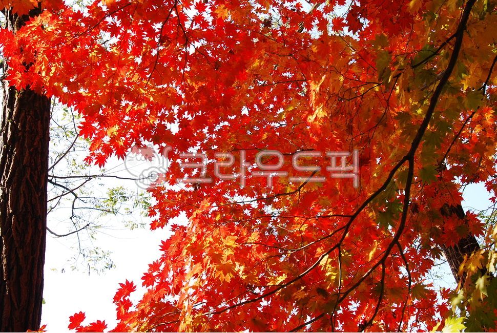 Maple leaf,Maple tree,plant,tree,autumn,Emotion,Maple