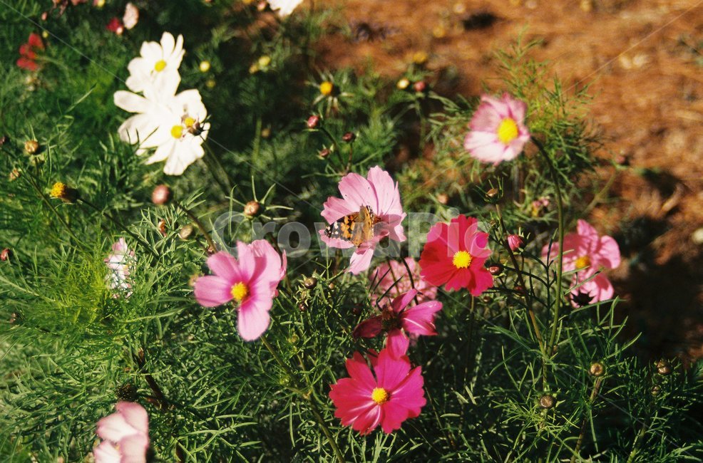 꽃,코스모스,필름,필름사진,flower,cosmos,film,식물,자연,plants,nature,꽃,flower,곤충,벌레,insect,bug