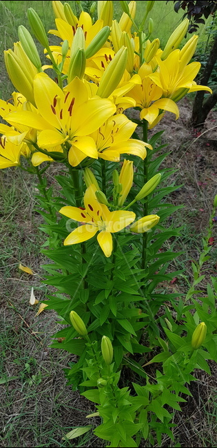 허브,나리꽃,나리,노란꽃,허브꽃,식물,자연,plants,nature,꽃,flower