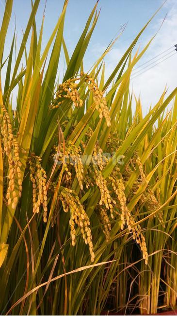 벼,황금들판,노랑,가을,수확,추수,농사,곡식,자연,풍경,곡류,곡식,cereals,산업,industry,industrial,농업,농사,agriculture,farming,farming industry