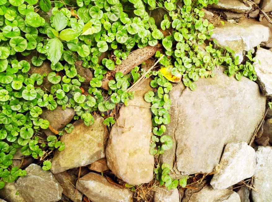 바위,바위풀,담쟁이,담쟁이바위,덩쿨,식물,자연,plants,nature