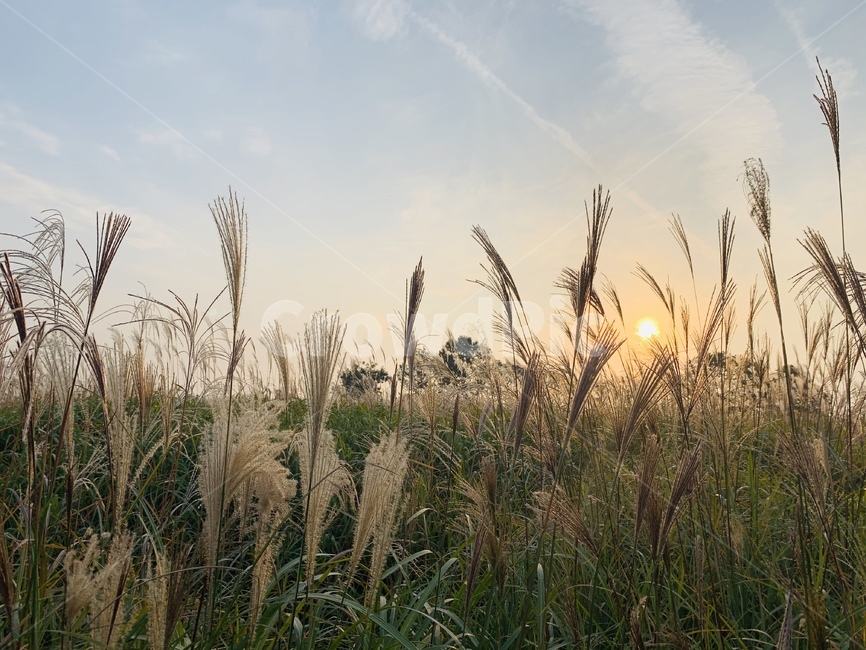 갈대,가을,하늘공원,갈대숲,갈대밭,벼,보리,선셋,autumn,fall,sunset,가을,계절,fall,autumn,season,식물,자연,plants,nature,grass,잔디,plant,lawn,reed