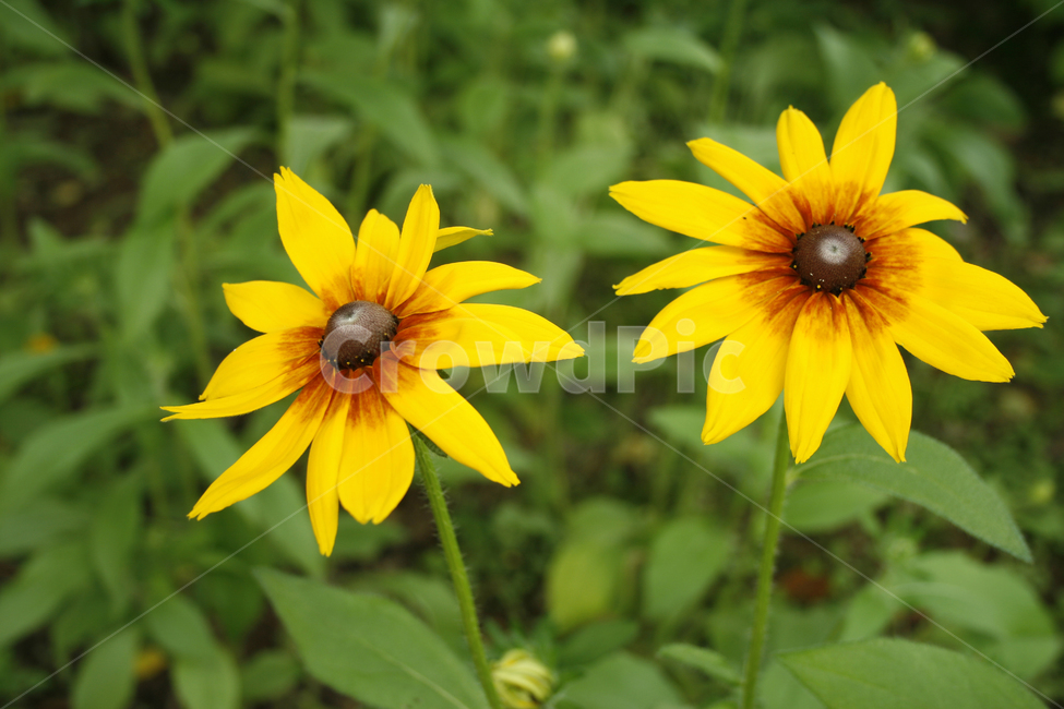 루드베키아,식물,flower,plants,nature,꽃,꽃봉오리,꽃밭,식물,자연,plants,nature,꽃,flower