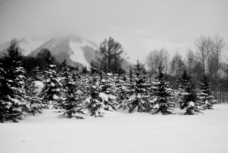 삿포로,겨울,눈,경치,설경,일본,호카이도,겨울,계절,winter,season,자연,풍경,nature,landscape,흑백,모노톤,monochrome,black and white,tree,나무,plant,식물,fir,전나무