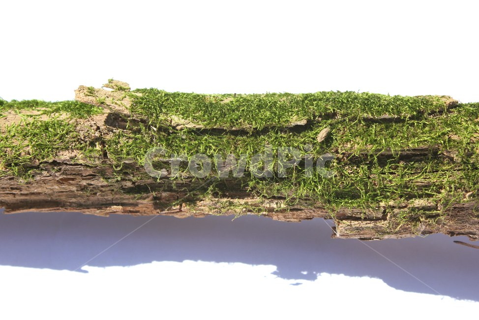 bark,branch,branchesmoss,brown,closeup,detail,dry,green,moss,natural,nature,piece,plant,tree,wood,wooden,이끼,그린,녹색,나뭇가지,오래된,자연,식물,나무,우드,건조한,마른,가지,풀,이끼풀,흰배경,클로즈업,갈색,브라운,나무,trees,wood,누끼,remove background