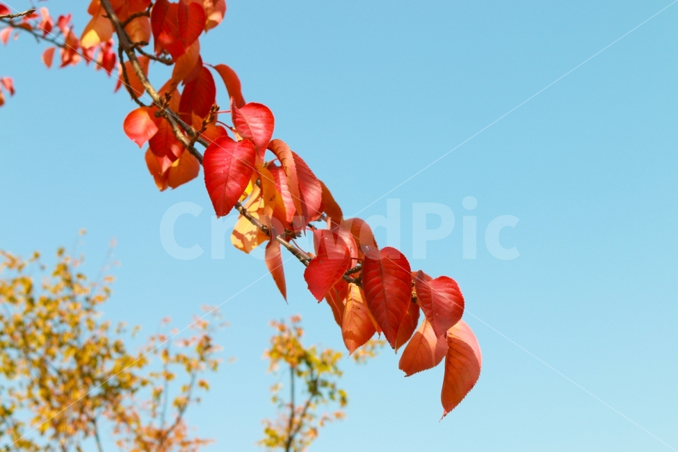 단풍,가을단풍,단풍나무,붉은색단풍,붉은단풍,가을,가을하늘,가을,계절,fall,autumn,season,식물,자연,plants,nature,leaf,잎,plant