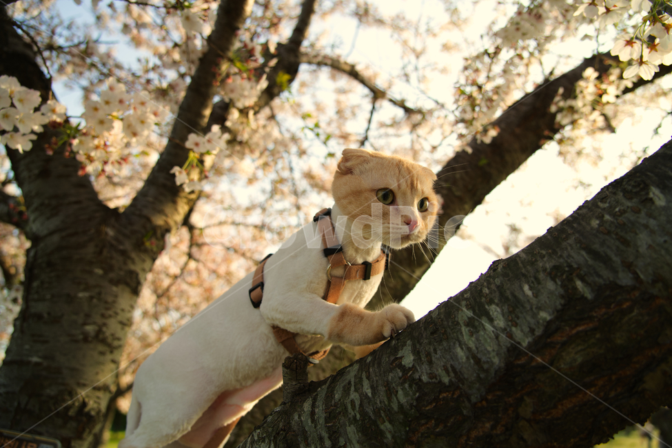 고양이,cat,cherryblossom,외출,봄