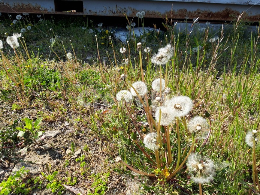 민들레,꽃,봄,햇살,풀밭,봄,계절,spring,season,자연,풍경,nature,landscape,식물,plants,꽃,flower,plant
