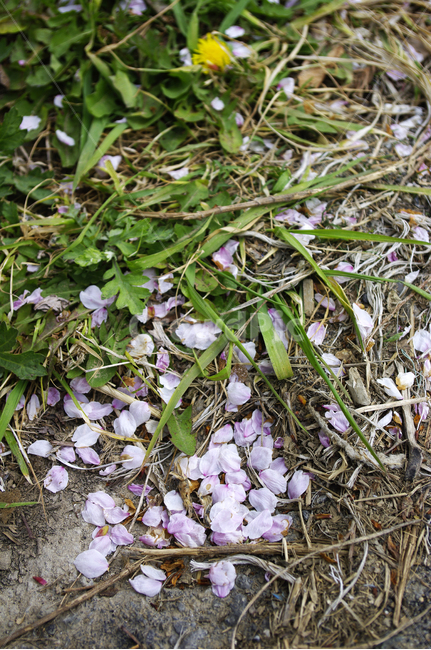 벚꽃,꽃,식물,plant,자연,nature,지붕,식물,자연,plants,nature,꽃,flower