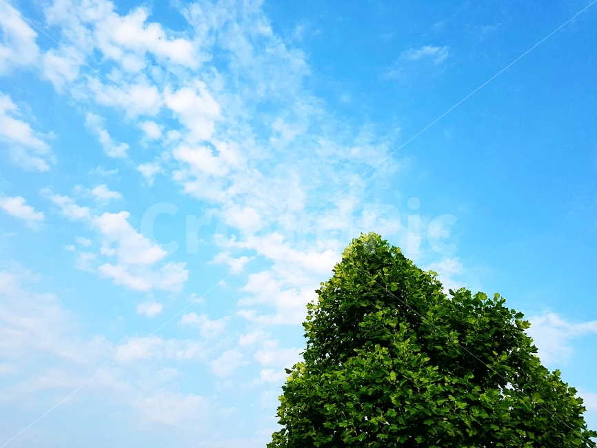 하늘,푸른,나무,녹색,tree,green,sky,blue,cloud,backgrounds,background,배경,백그라운드,풍경,식물,자연,plants,nature