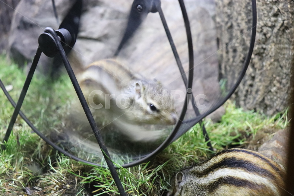 동물,고양이,강아지,다람쥐,애완동물,동물,animal,포유류,mammal