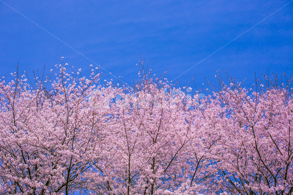 봄,벚꽃,꽃나무,꽃놀이,분홍색,봄풍경,cherryblossom,벚나무,벚꽃놀이,pink