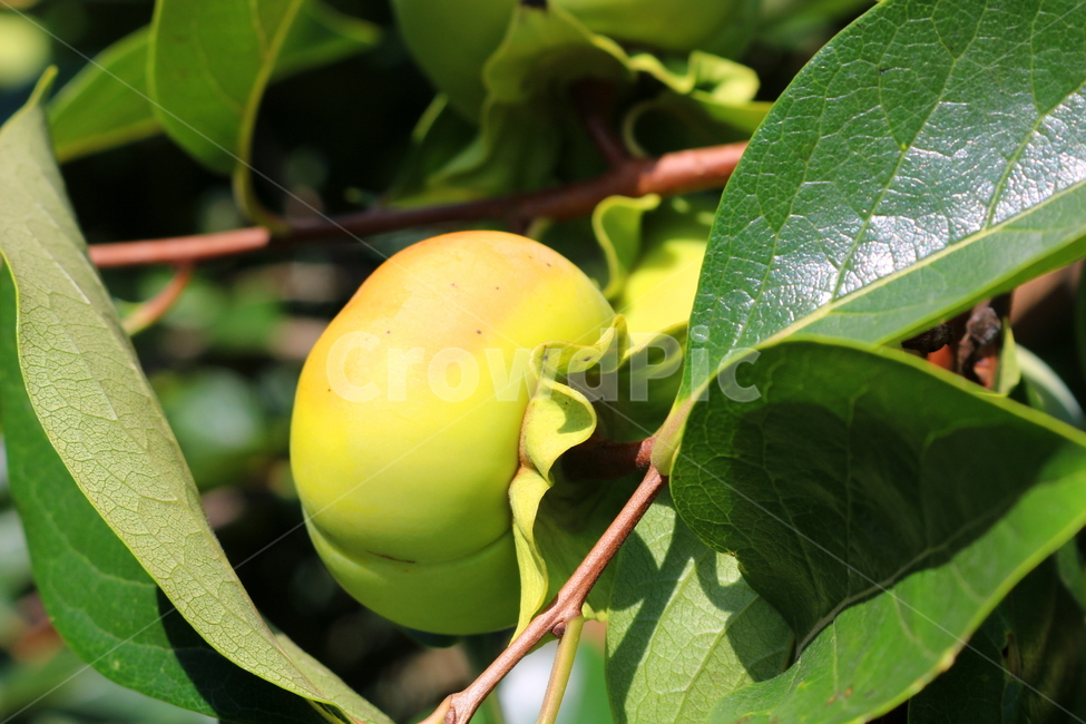 감,나무,감나무,식물,과일,열매,자연,식물,자연,plants,nature,과일,열매,fruit