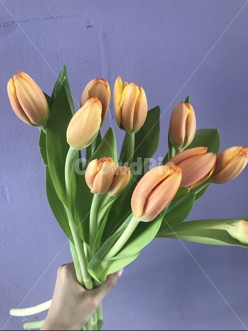 꽃,튤립,flower,tulip,봄,spring