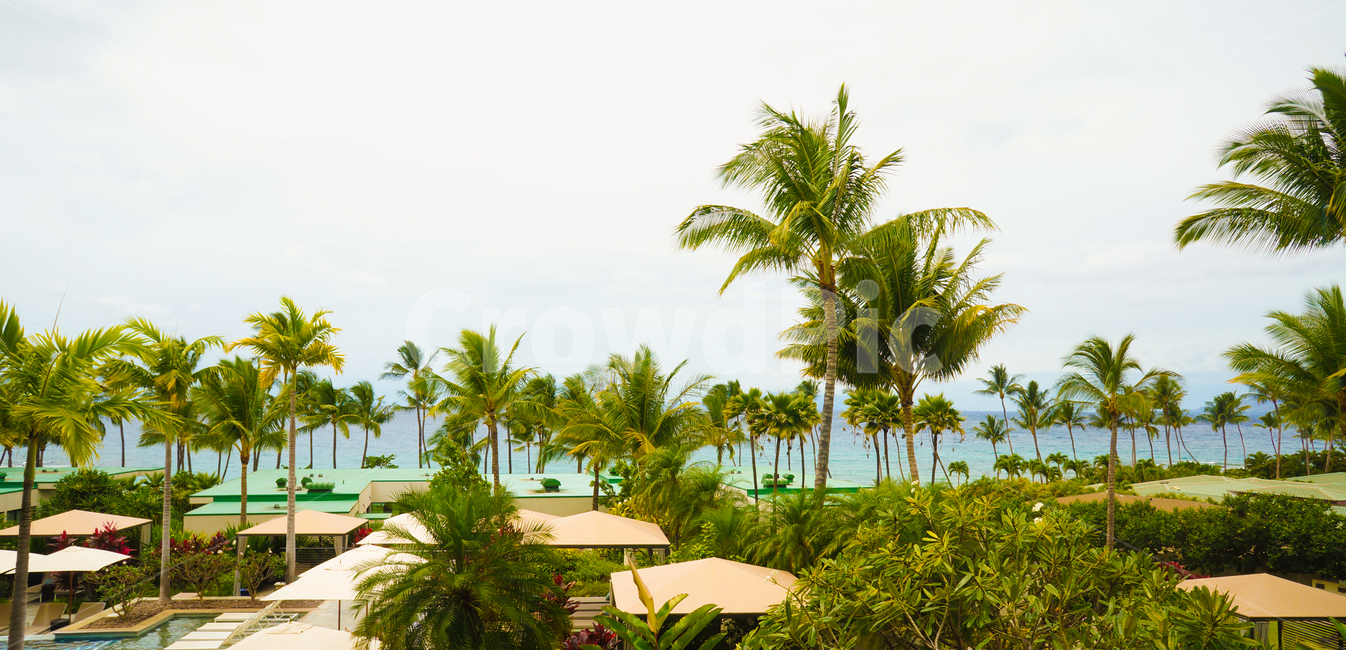 하와이,야자수,바다,해변,여름,트로피칼,나무,풍경,자연,초록,tropical,tree,summer,배경,background,landscape,plants,휴식,트로피컬