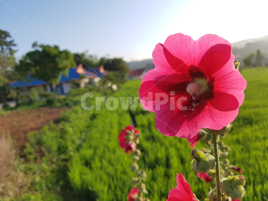 geranium,제라늄,flower,blossom,꽃,plant,식물,무궁화,식물,자연,plants,nature,꽃,flower