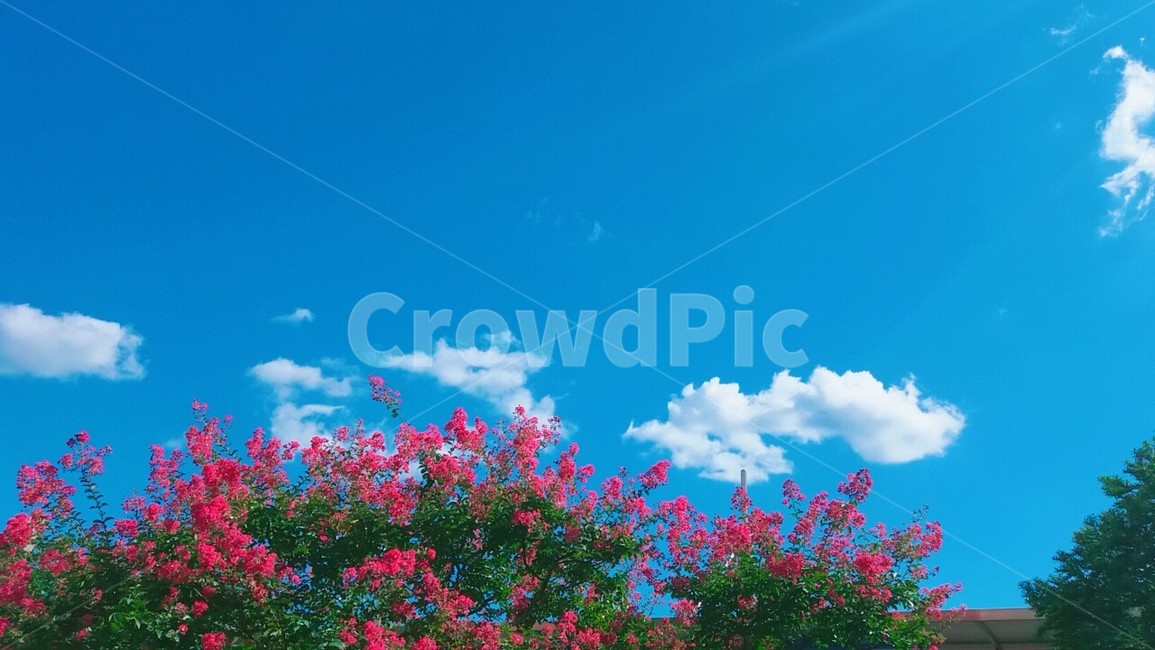 꽃,나무,하늘,자연물,식물,자연,풍경,nature,landscape,outdoors,옥외,azure sky,푸른 하늘,sky