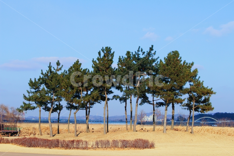 소나무,자연,풍경,하늘,푸른,파란,자연,풍경,nature,landscape,식물,plants,나무,trees,wood,field,들,grassland,목초지,savanna,대초원,outdoors,옥외